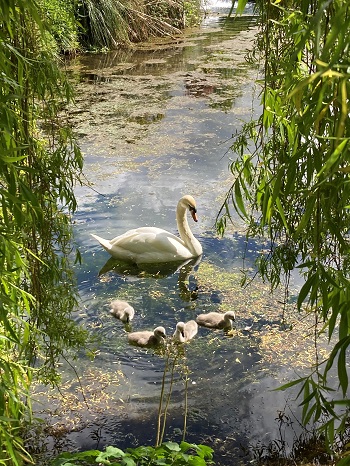 news-swans-cygnets-may2021