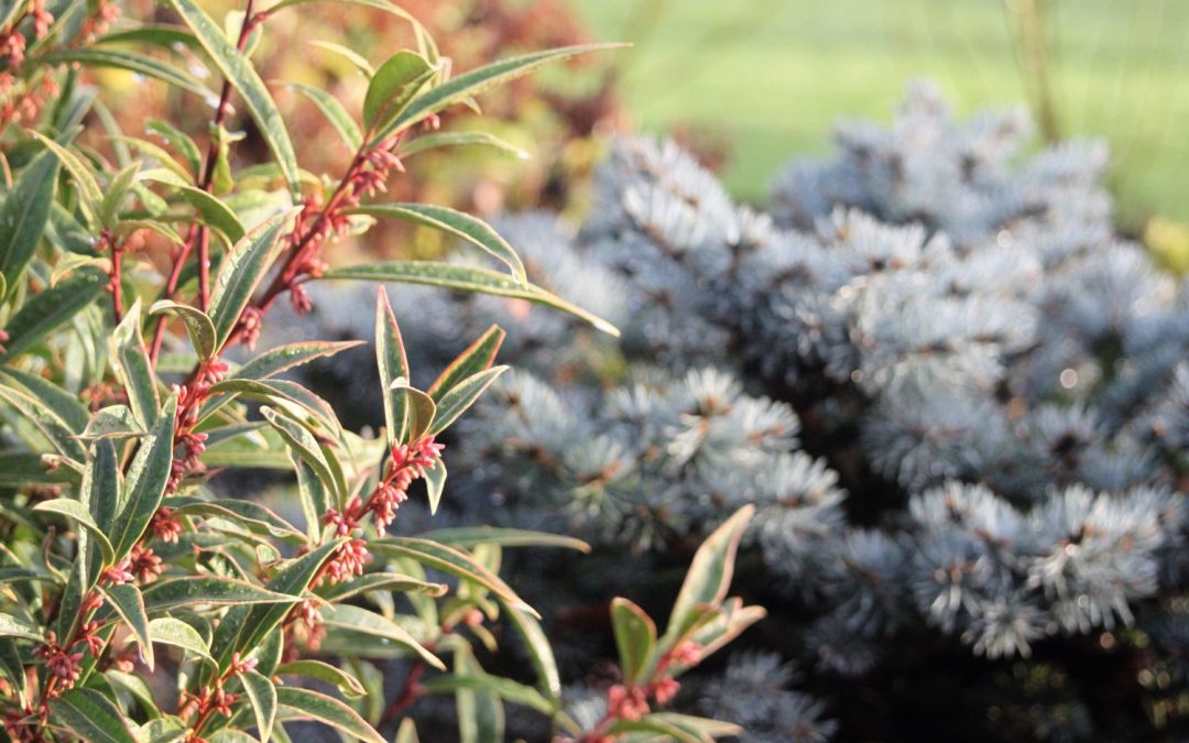 Gardener’s Corner: January 2024