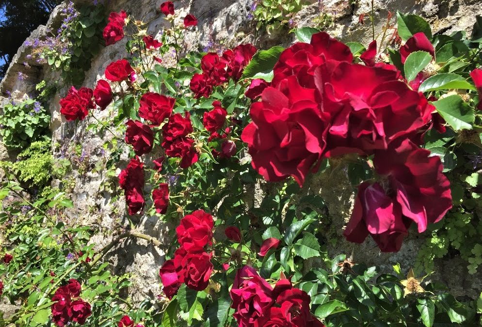 Gardener’s Corner: May 2024