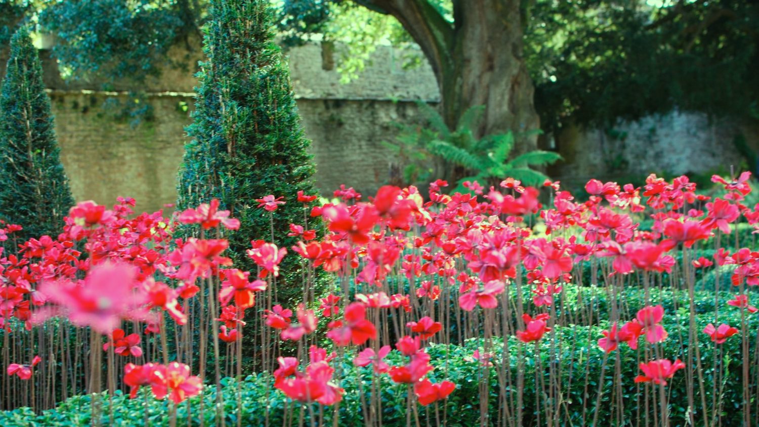 Somerset Poppies at The Bishop's Palace