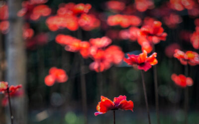 The Somerset Poppies Return to The Bishop’s Palace