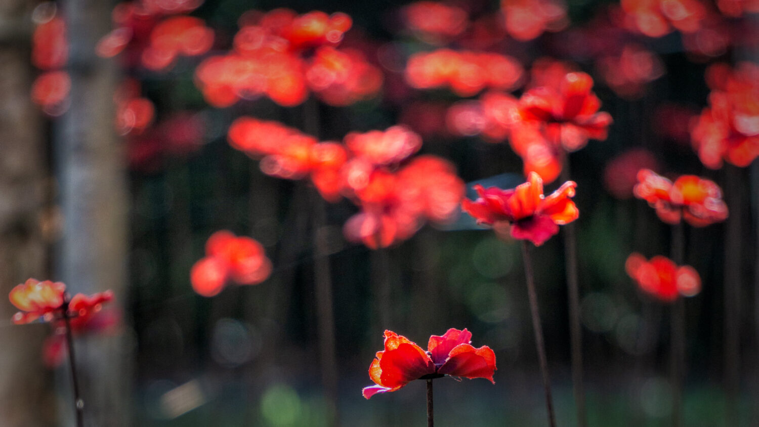 Somerset Poppy Display at The Bishop’s Palace Somerset Poppy Display at The Bishop's Palace