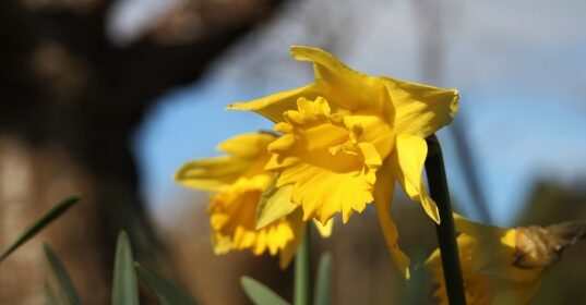 Gardener’s Corner: March 2025