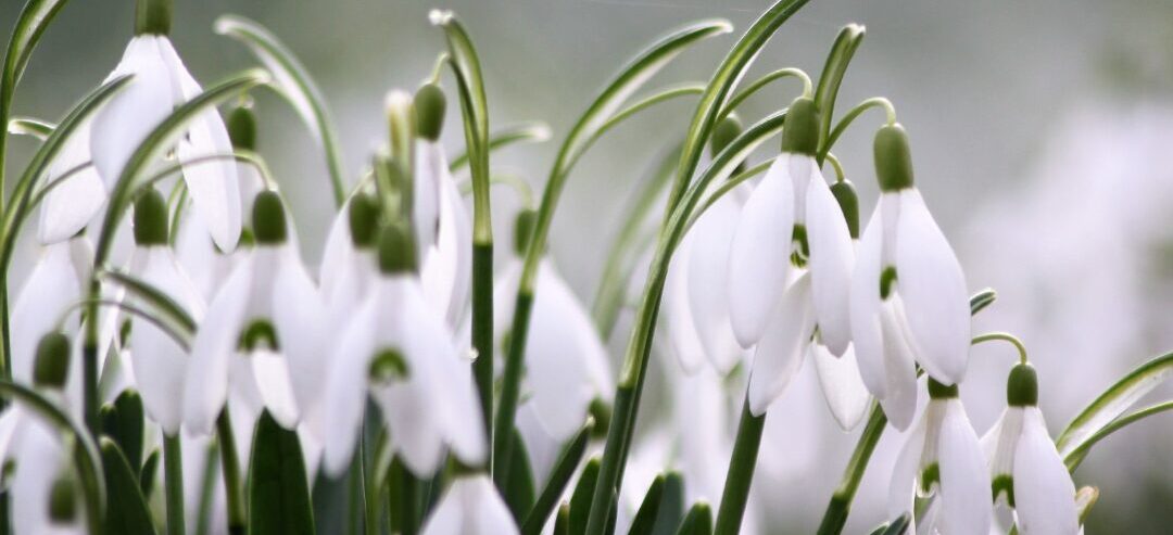 The best place to see snowdrops in Somerset. The Bishop's Palace and Gardens.