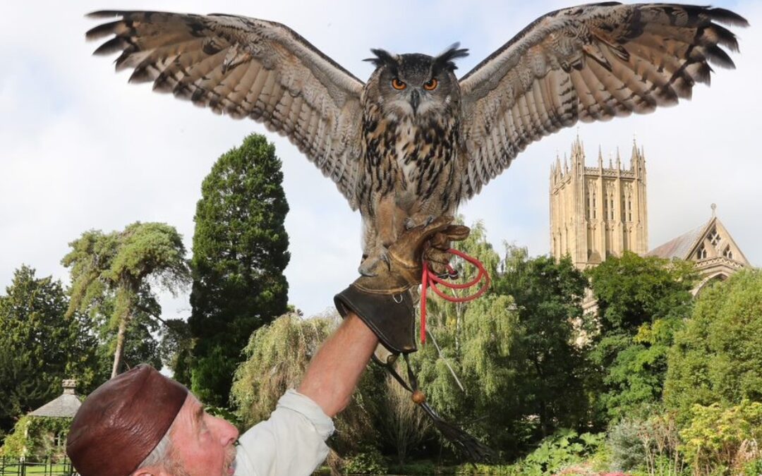 From Viking Camps To Soaring Falcons; it’s Vikings and Falconry Day at The Bishop’s Palace