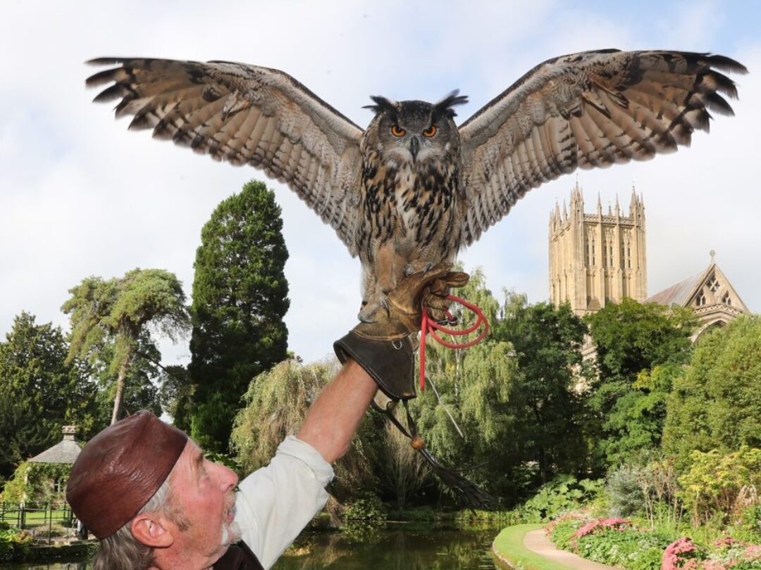 An image of an owl with its handler in the grounds of The Bishop's Palace