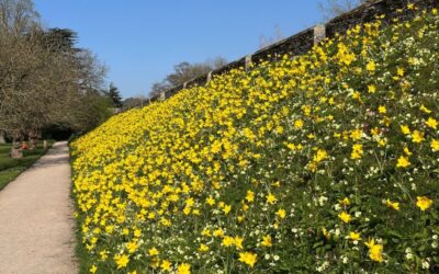 Thousands of new tulips burst into colour at The Bishop’s Palace as part of exciting new planting scheme