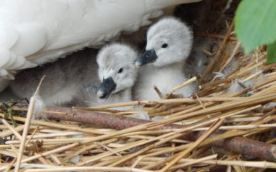 Fluffy Arrivals on the Moat: Cygnets Hatch at The Bishop’s Palace, Wells