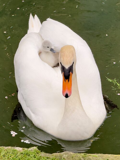 News_cygnet_TLever_April25