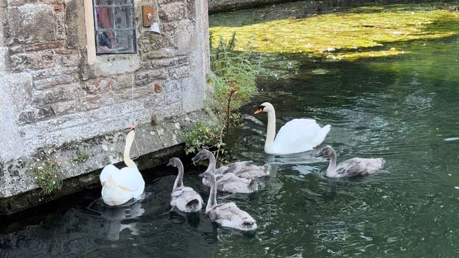 Bell-Ringing Swans of Wells