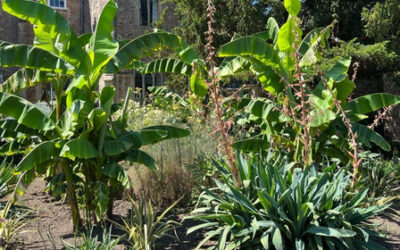 Gardener’s Corner: July 2025