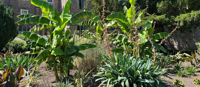 Gardener's Corner July