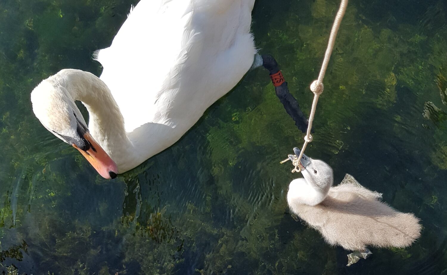 Swans of The Bishop's Palace