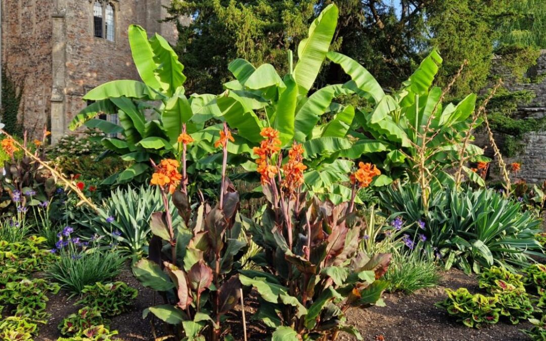 Gardener’s Corner: August 2025