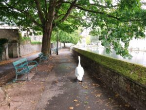 Juvenile swan walking on Moat Walk