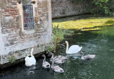 Swans at The Bishop's Palace