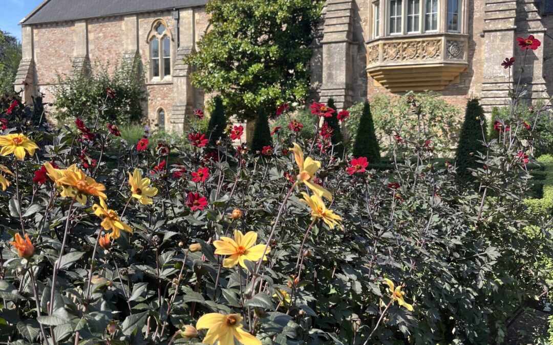 Gardener’s Corner: September 2025