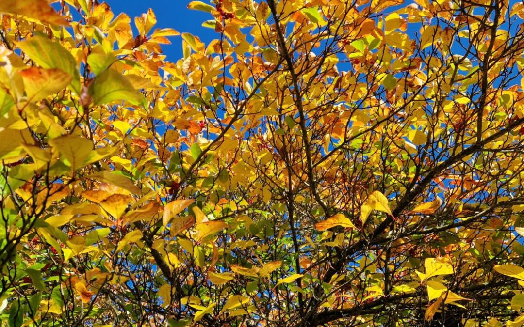 Gardener’s Corner: October 2025