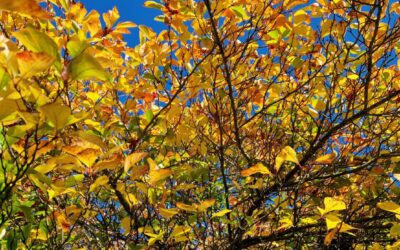 Gardener’s Corner: October 2025