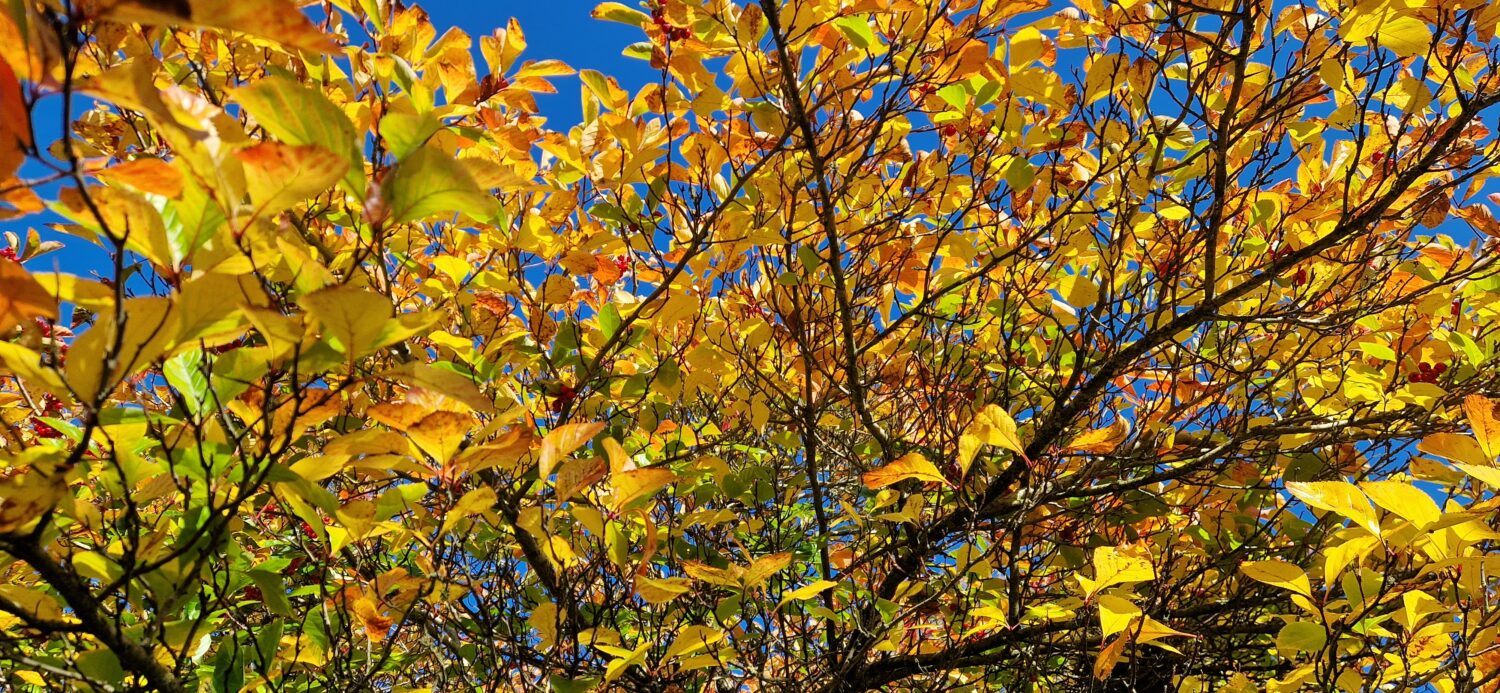 Gardener's Corner October