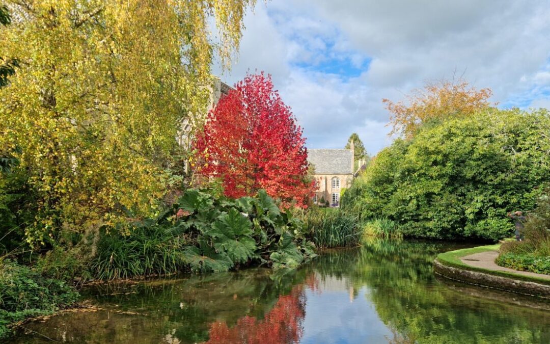 Gardener’s Corner: November 2025