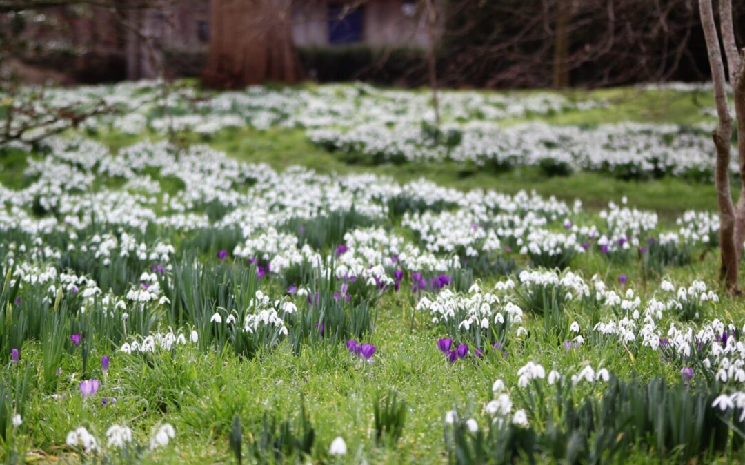 Winter Gardening and Snowdrops Walk and Talk