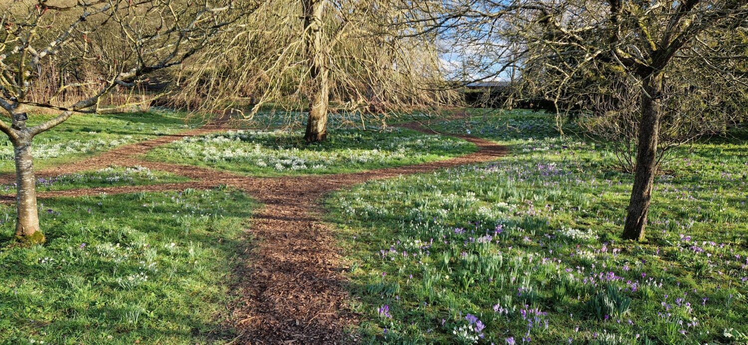 An image of the snowdrops and crocus within the arboretum at The Bishop's Palace in Wells.