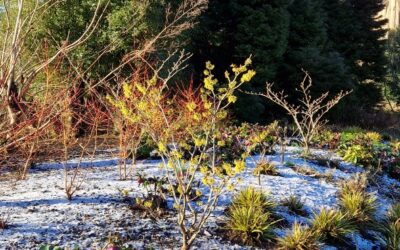 Gardener’s Corner: January 2026