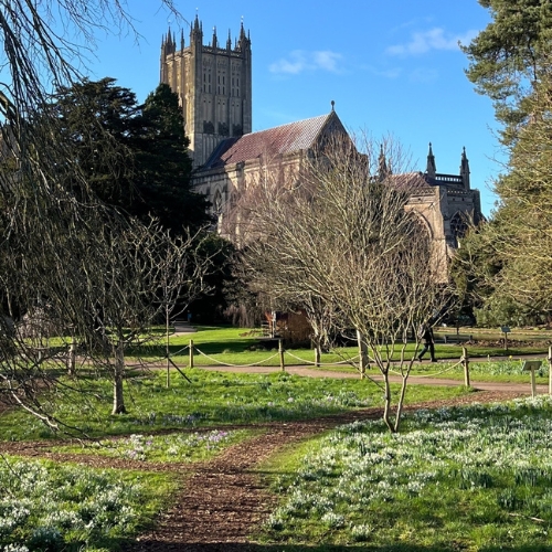 Snowdrops at The Bishop's Palace