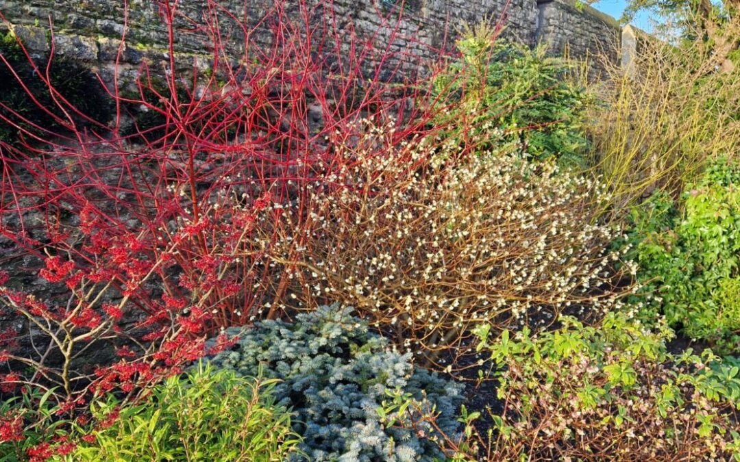 Gardener’s Corner: February 2026