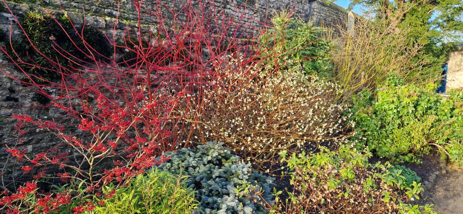 Winter colour in February at The Bishop's Palace and Gardens