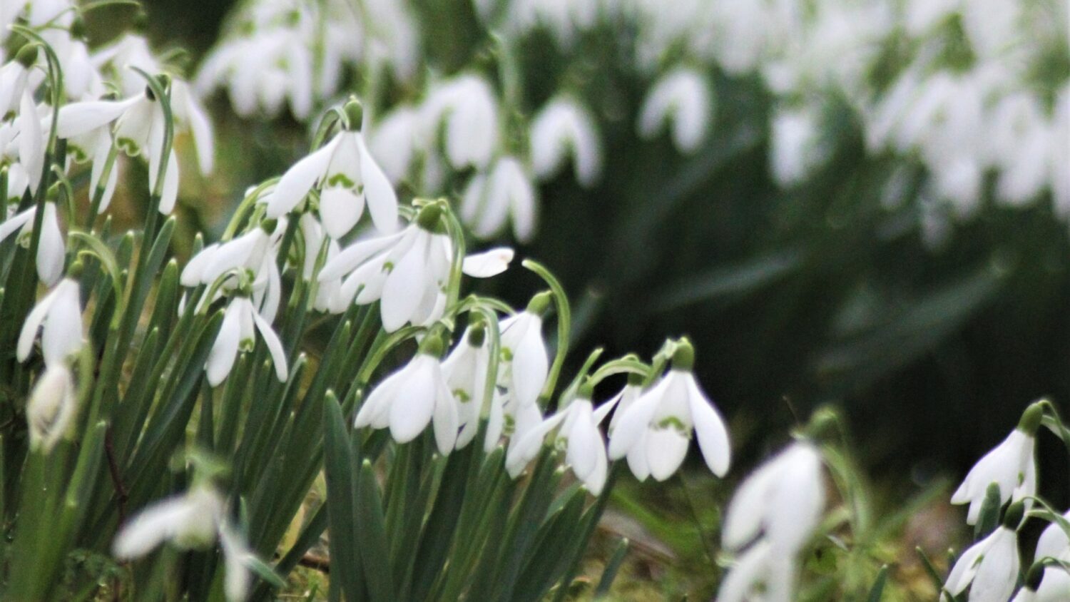 An image of Galanthus nivalis at The Bishop's Palace, Wells
