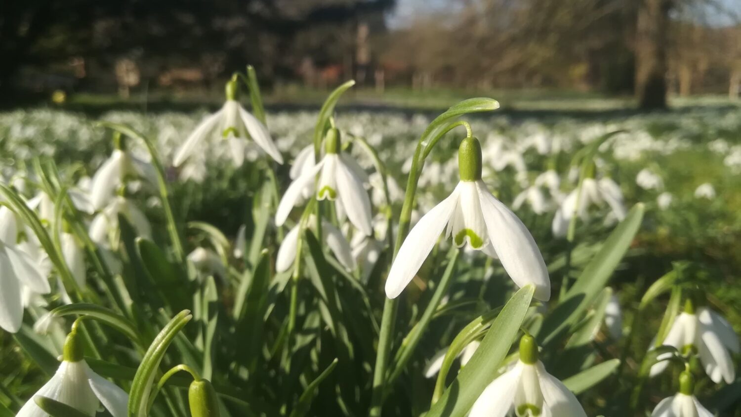 An image of a snowdrop display at The Bishop's Palace in Wells, Somerset