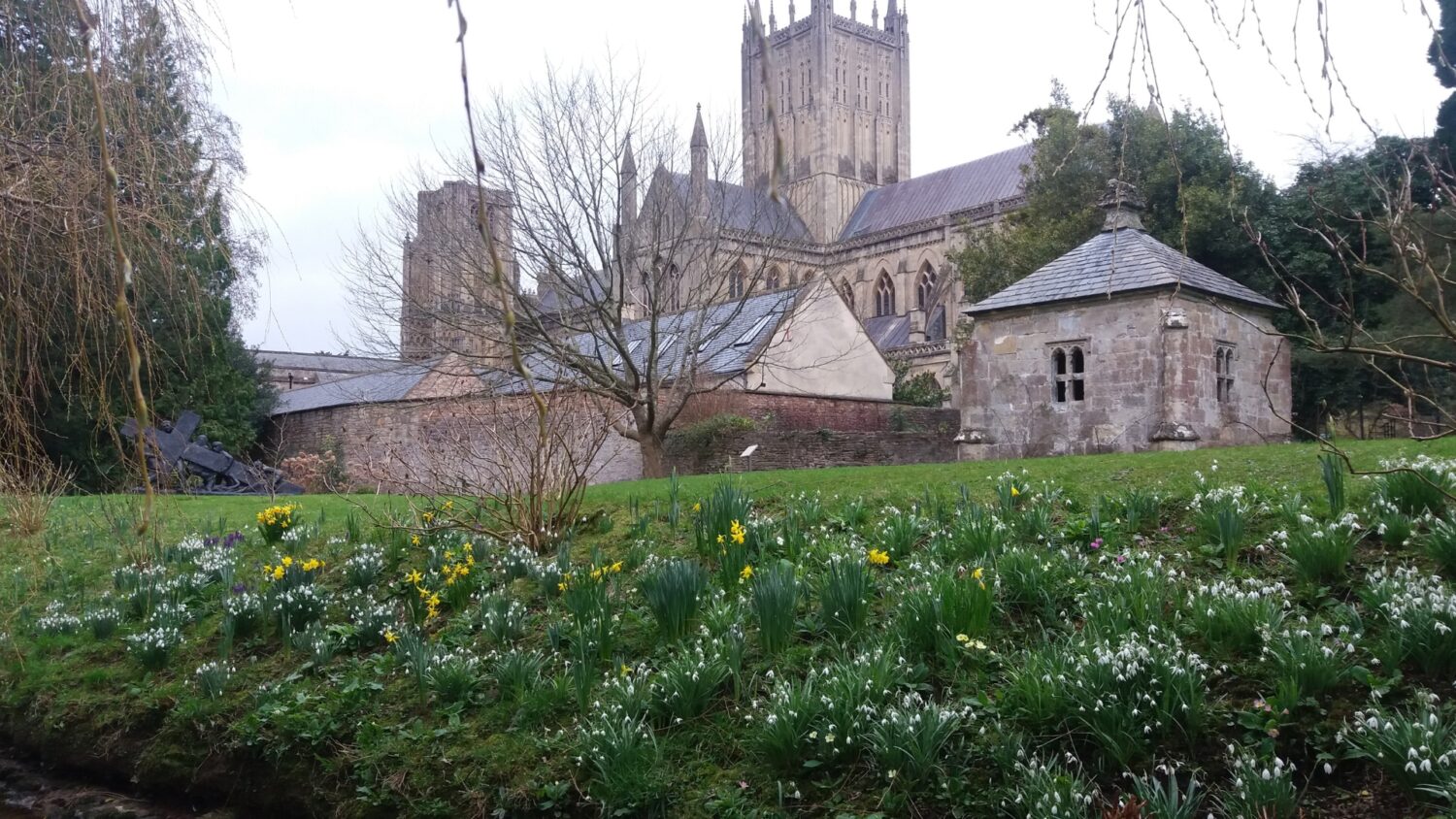 An image of the moat bank at The Bishop's Palace covered in snowdrops and daffodils