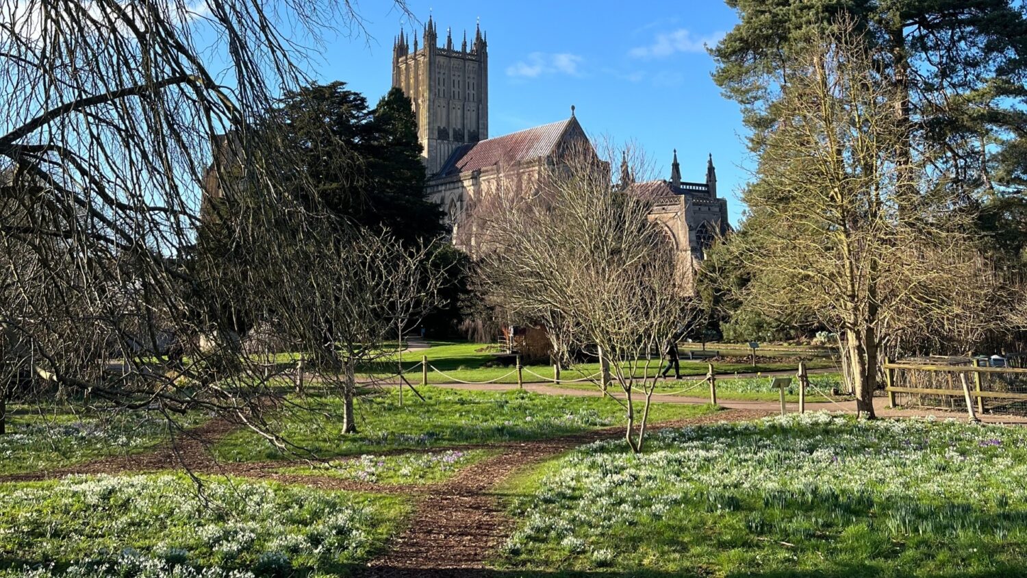 An image of crocus, snowdrops, spring flowers in the Arboretum at The Bishop's Palace, with Wells Cathedral in the background.