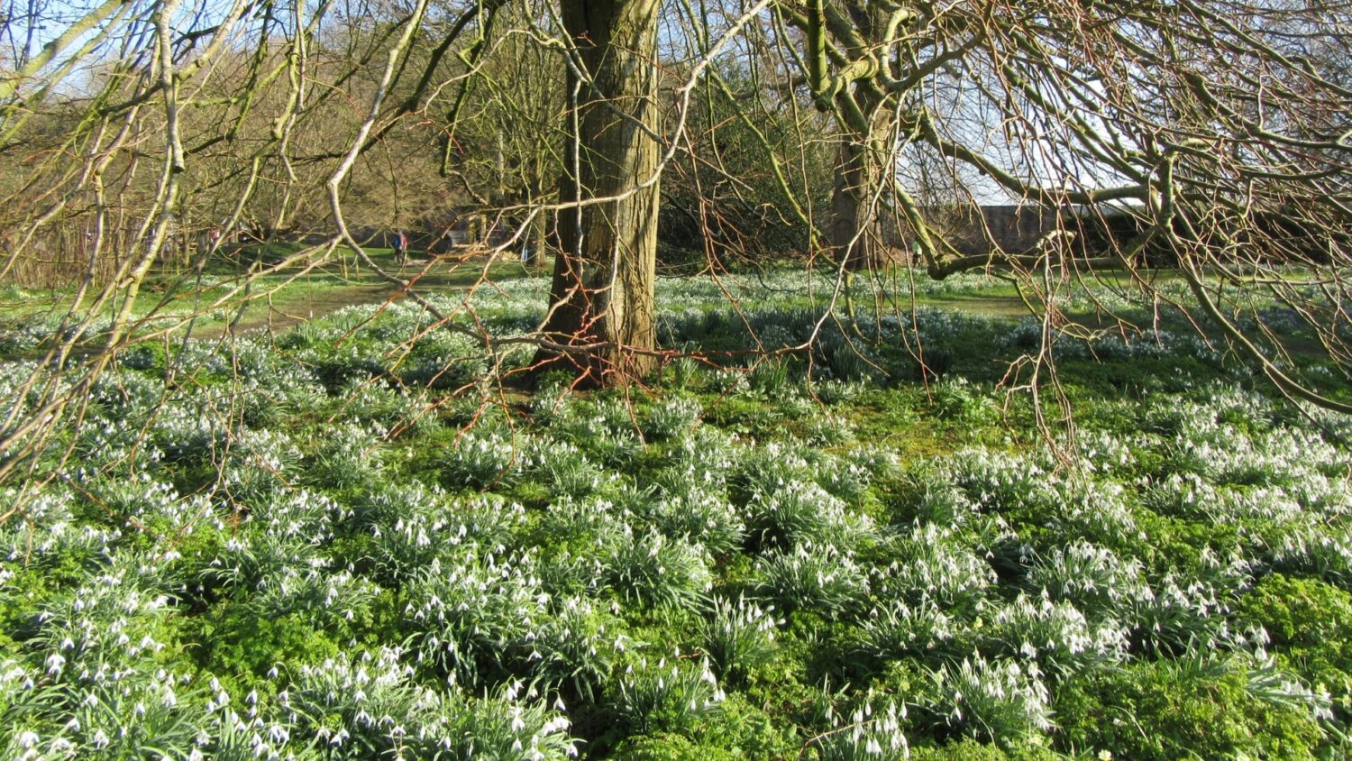 An image of carpets of snowdrops within the RHS partner gardens at The Bishop's Palace in Wells, Somerset.