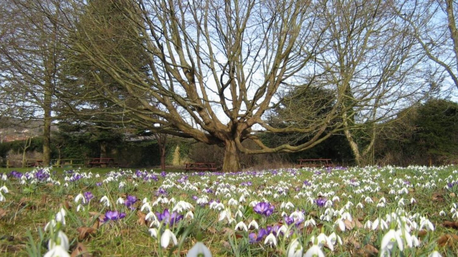 An image of crocus and snowdrops in the arboretum at The Bishop's Palace and Gardens in Wells, Somerset