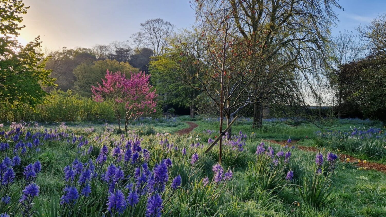 An image of the arboretum at The Bishop's Palace covered with spring flowers, crocus, camassia and snowdrops