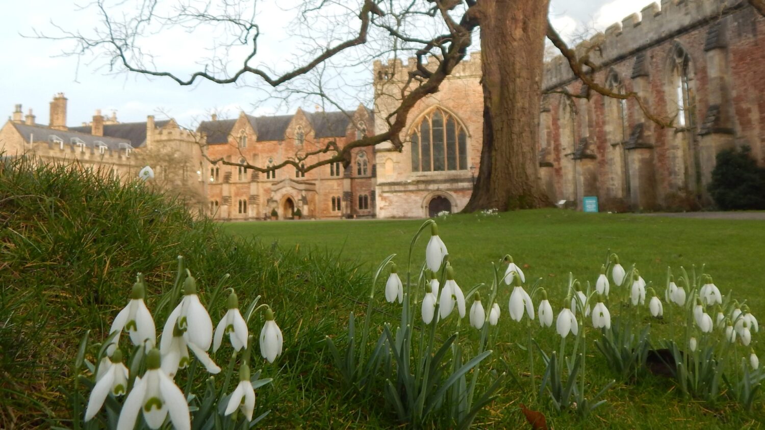 An image of snowdrops on the Croquet Lawn with The Bishop's Palace in the background.