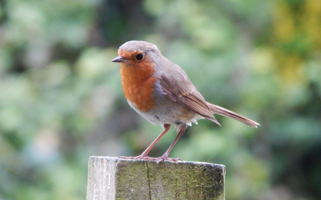 Exclusively for Friends: Early Garden Opening & Dawn Chorus