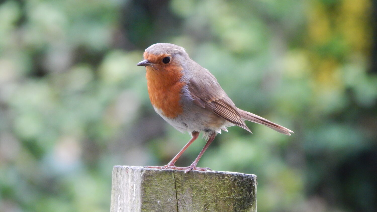 Exclusively for Friends – Early Morning Opening An image of a robin at The Bishop's Palace. Join us for an Exclusively for Friends event: Early morning opening and dawn chorus.