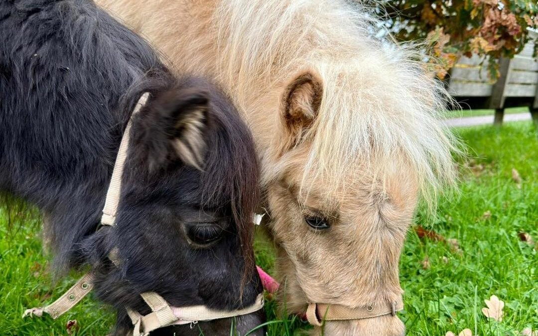 The Bishop’s Palace Garden Fete