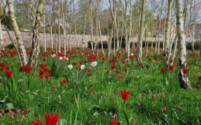 Gardener’s Corner: April 2026