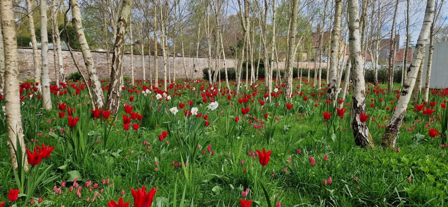 Quiet Garden Tulips (image credit James Cross) An image of the tulips in the Quiet Garden at The Bishop's Palace
