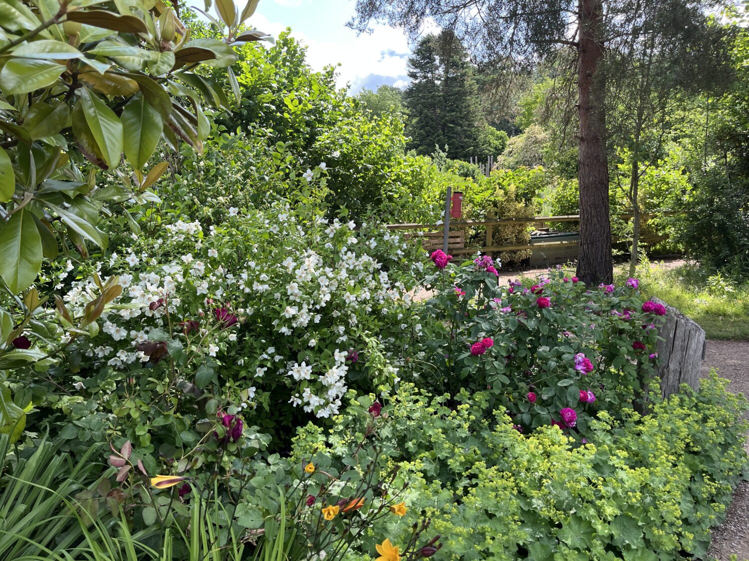 Exclusively for Friends – Summer Late Opening An image of the Wells Border at The Bishop's Palace in Wells, Somerset during the exclusive for Friends summer late opening.