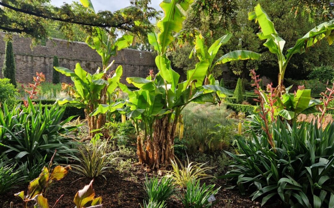 Midsummer Early Garden Opening & Dawn Chorus