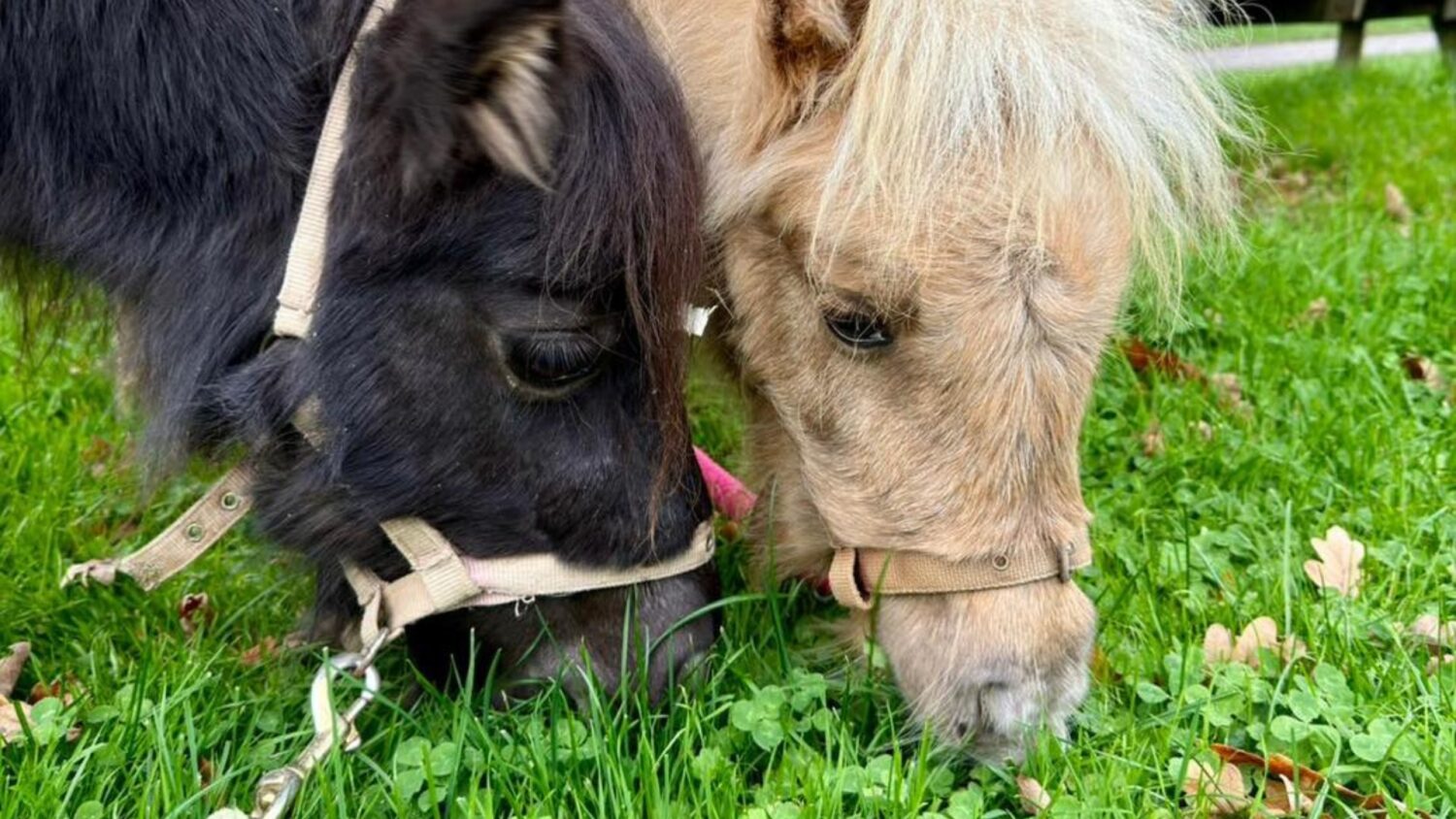 Petting farm at The Bishop's Palace Garden Fete