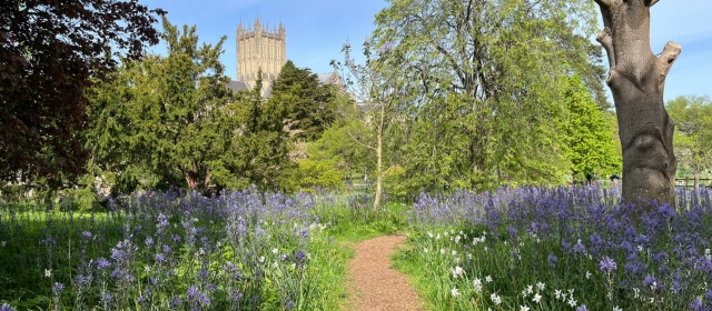 An image of the American Bluebell in the gardens of The Bishop's Palace.