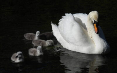 New Life on the Moat: Five Cygnets Hatch at The Bishop’s Palace