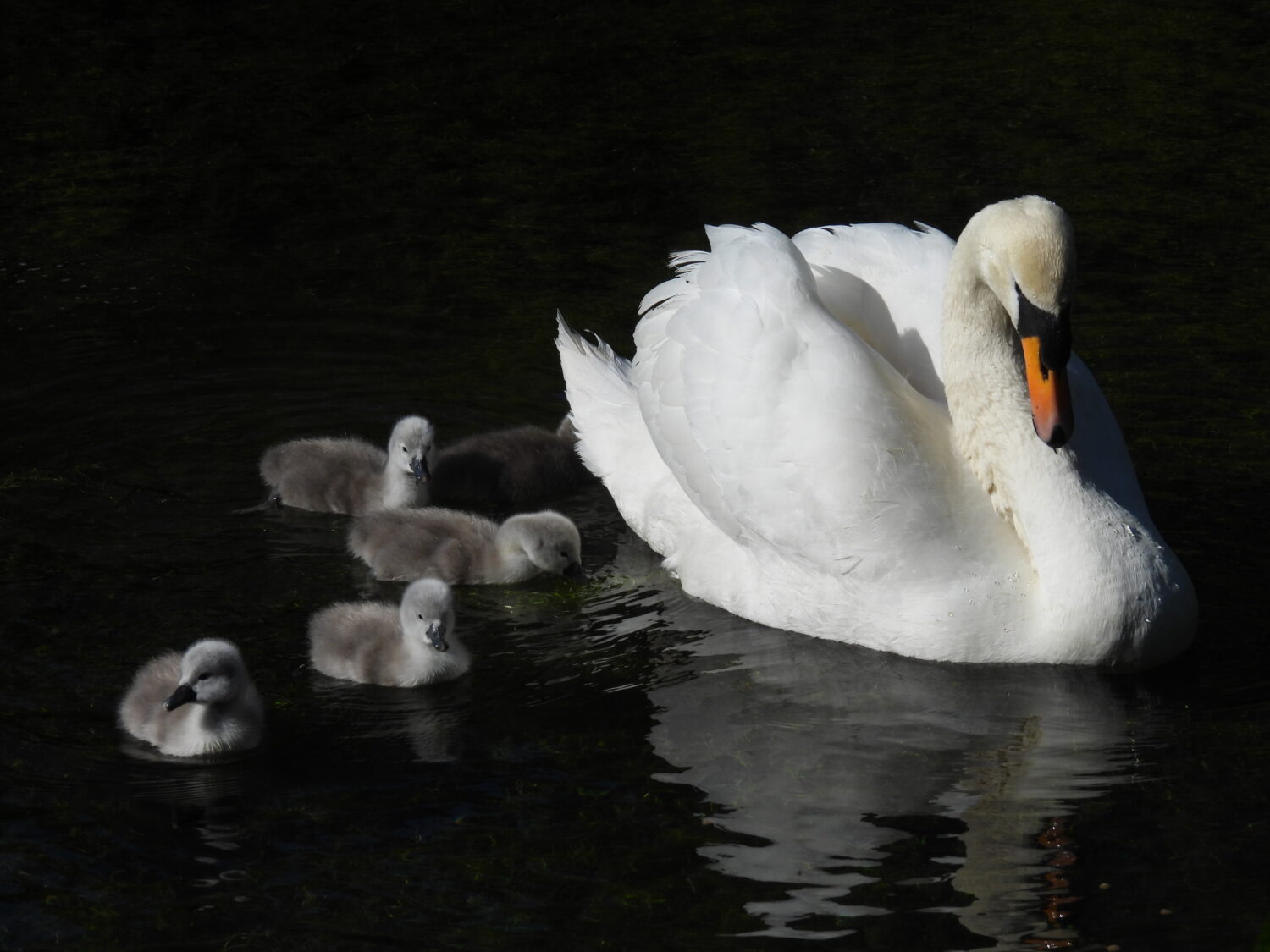 An image of the newly hatched cygnets on the moat at The Bishop's Palace in Wells.